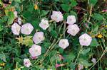 Will Bindweed Kill Flowers?