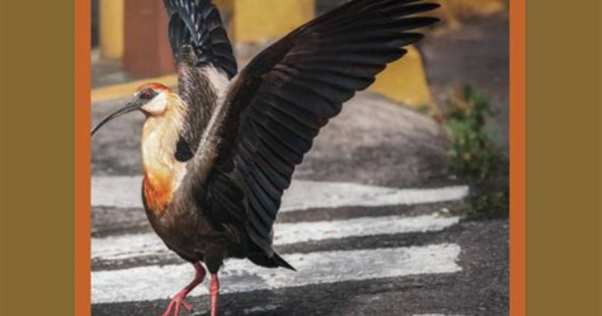 Will Bird Attack Dogs?