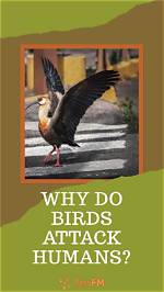 Will Bird Attack Dogs?