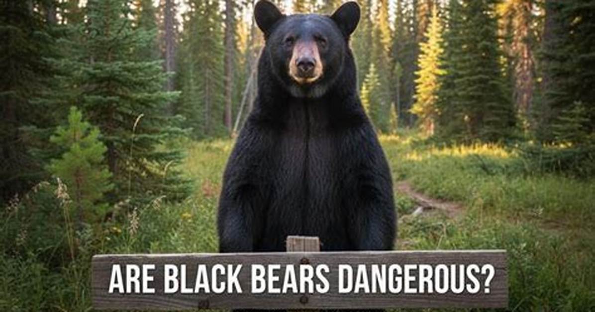Will Black Bears Attack You?