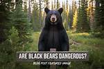 Will Black Bears Attack You?