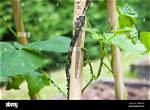 Will Blackfly Affect My Runner Beans?
