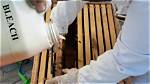 Will Bleach Kill a Beehive?