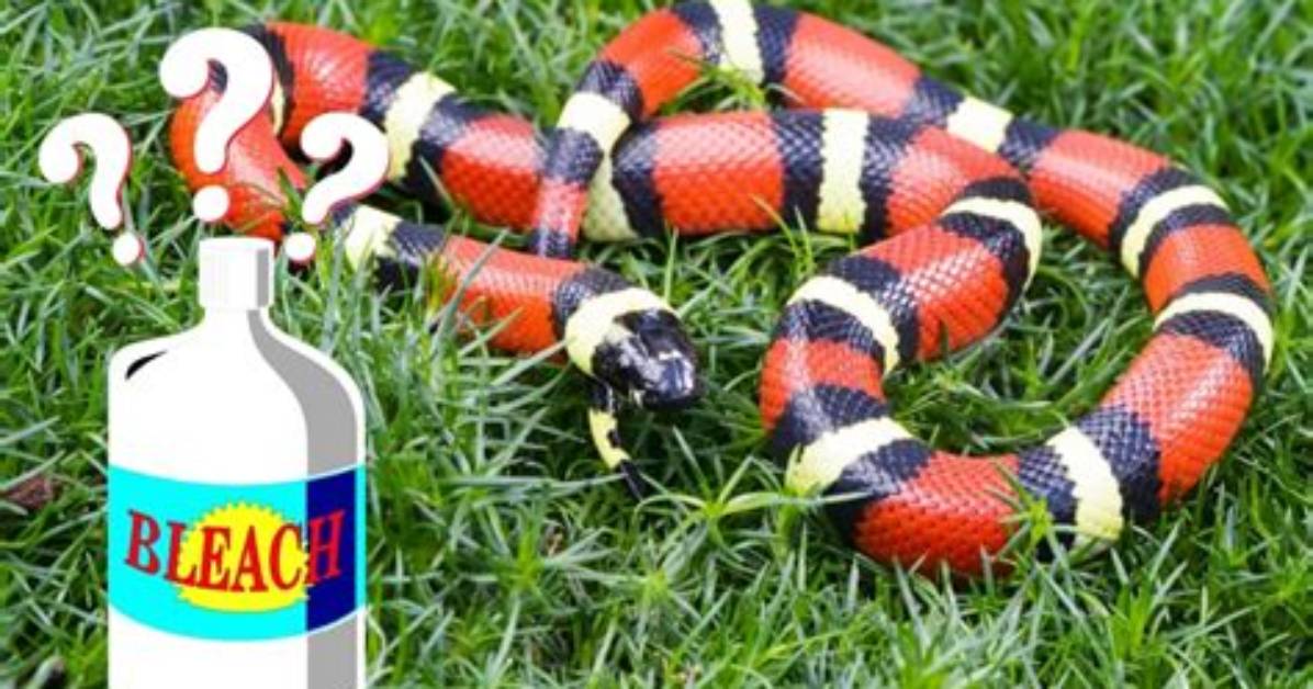 Will Bleach Kill a Snake?