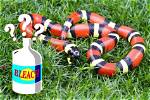 Will Bleach Kill a Snake?