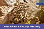 Will Bleach Kill Digger Wasps?