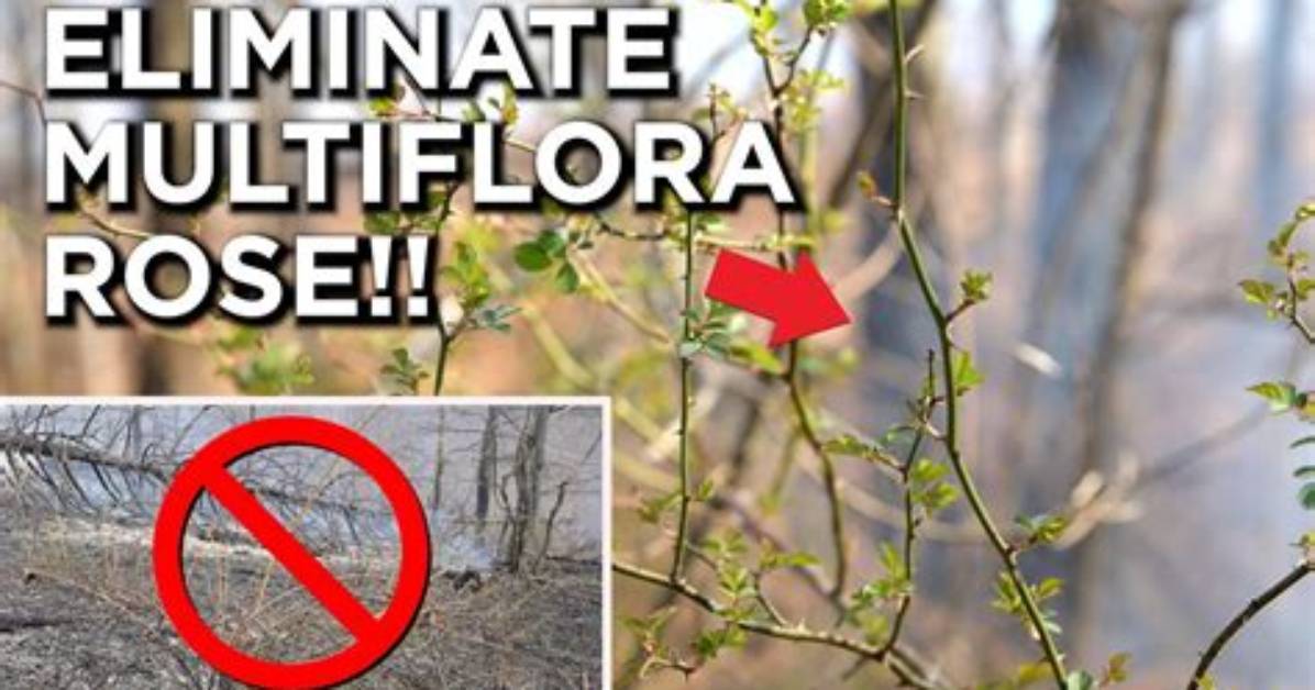 Will Bleach Kill Multiflora Rose?
