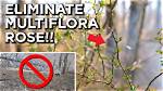 Will Bleach Kill Multiflora Rose?