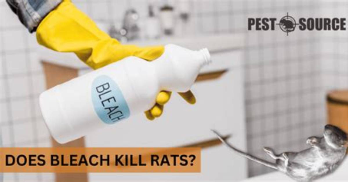 Will Bleach Kill Rats