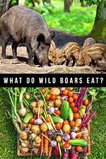 Will Boars Eat Cloudberries?