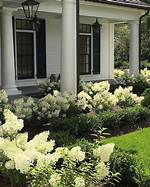 Will Bobo Hydrangea Bloom First Year?