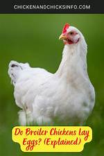 Will Broiler Lay Eggs?