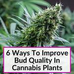 Will Buds Get Bigger?