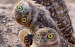 Will Burrowing Owls Attack Humans?