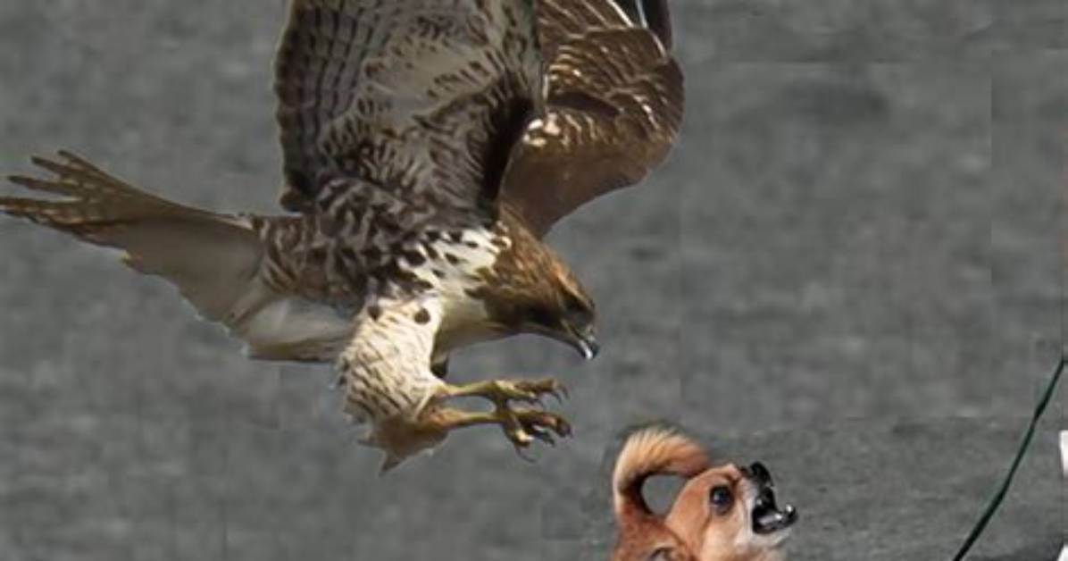 Will Buzzards Attack Dogs?