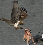 Will Buzzards Attack Dogs?
