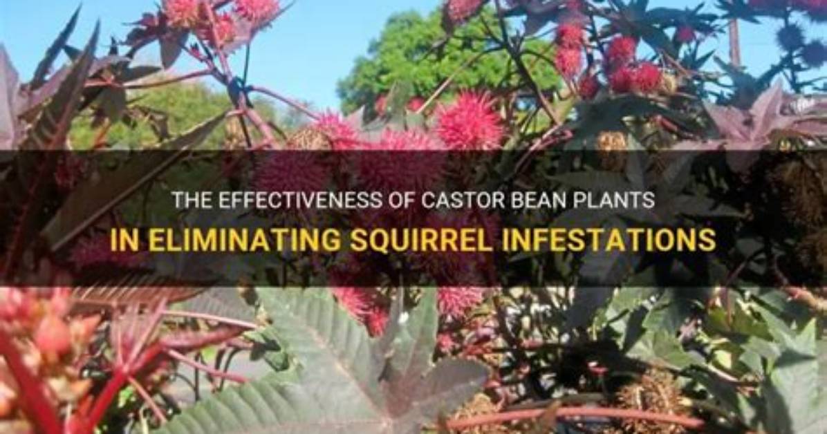 Will Castor Beans Kill Squirrels?