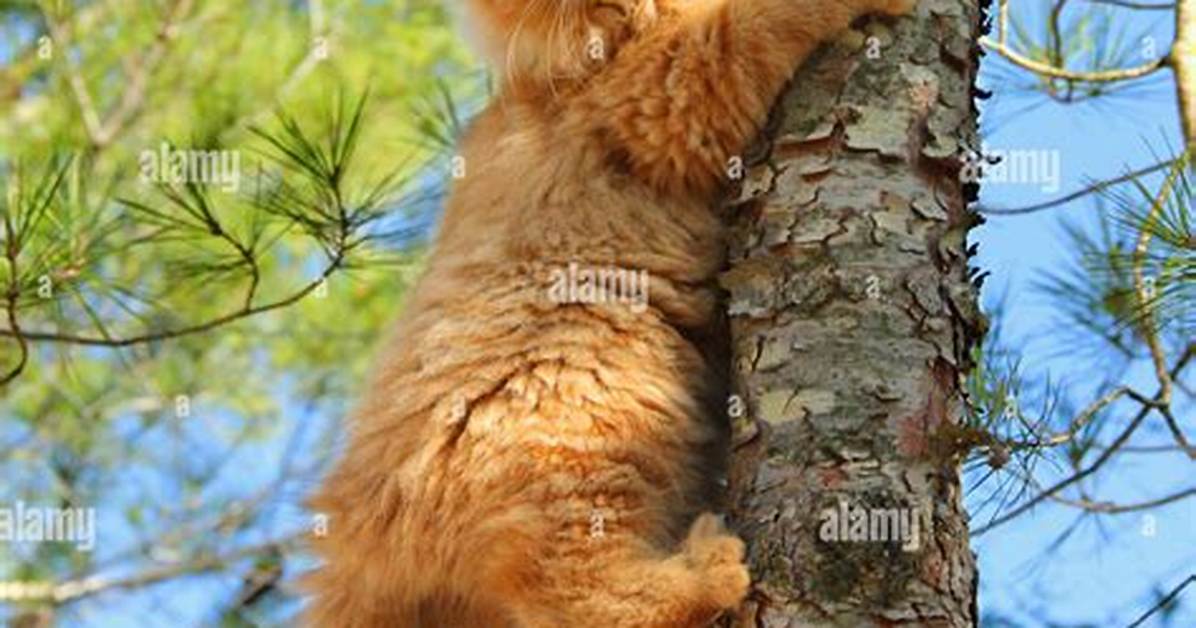 Will Cats Eventually Climb Down Tree?