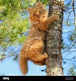 Will Cats Eventually Climb Down Tree?
