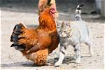 Will Cats Kill Chickens?