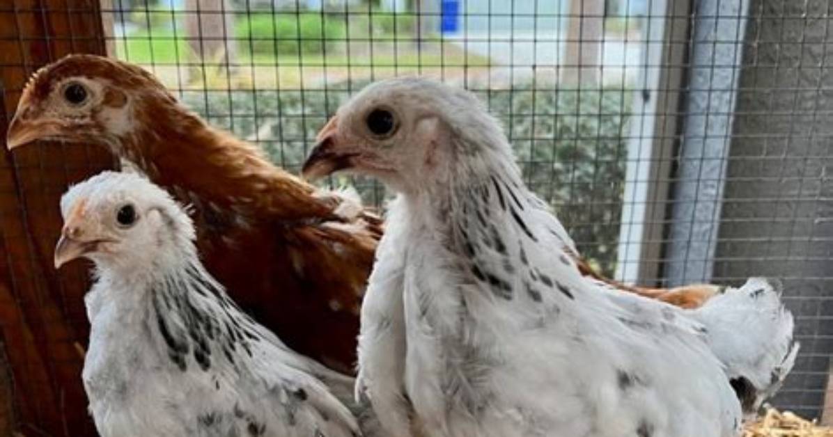 Will Chickens Kill Pullets?