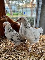 Will Chickens Kill Pullets?