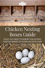 Will Chickens Lay Without Nesting Box?