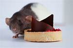 Will Chocolate Kill Mice?