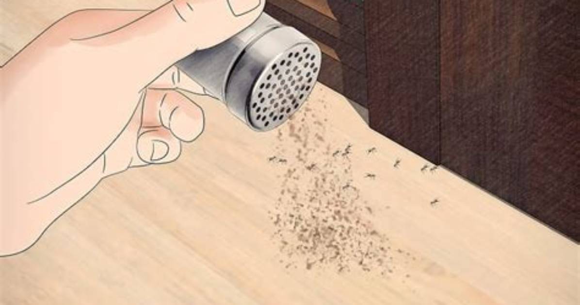 Will Cinnamon Kill Ants?