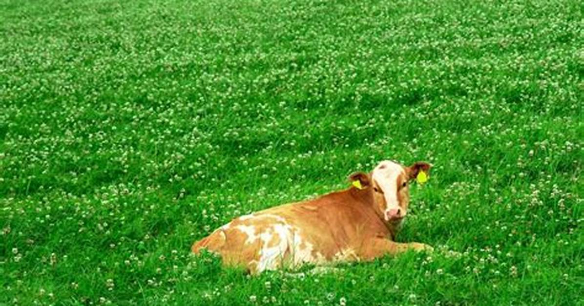 Will Clover Kill Cattle?