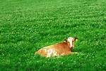Will Clover Kill Cattle?