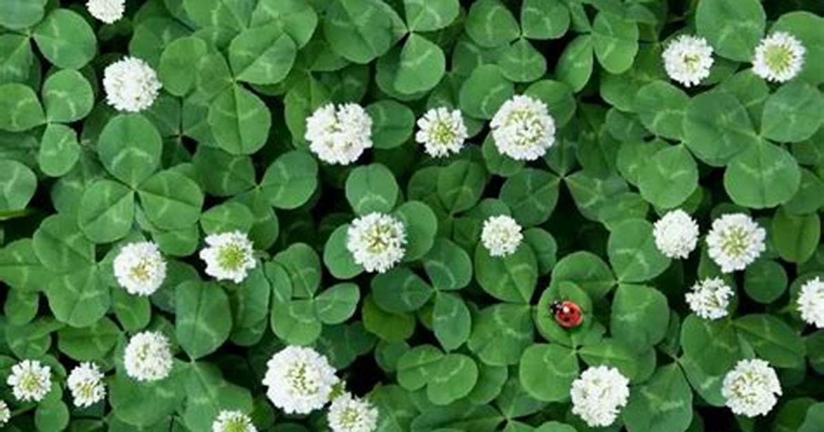 Will Clover Kill Cows?