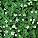 Will Clover Kill Cows?