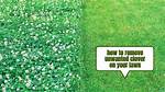 Will Clover Kill out Grass?