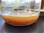 Will Cold Kill Scoby?