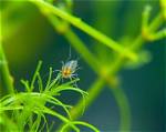 Will Copepods Eat Algae?