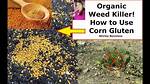 Will Corn Gluten Kill Grass?