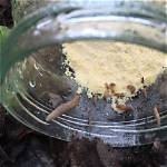 Will Cornmeal Kill Slugs?