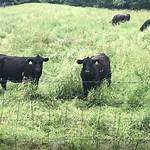 Will Cows Eat Wiregrass?
