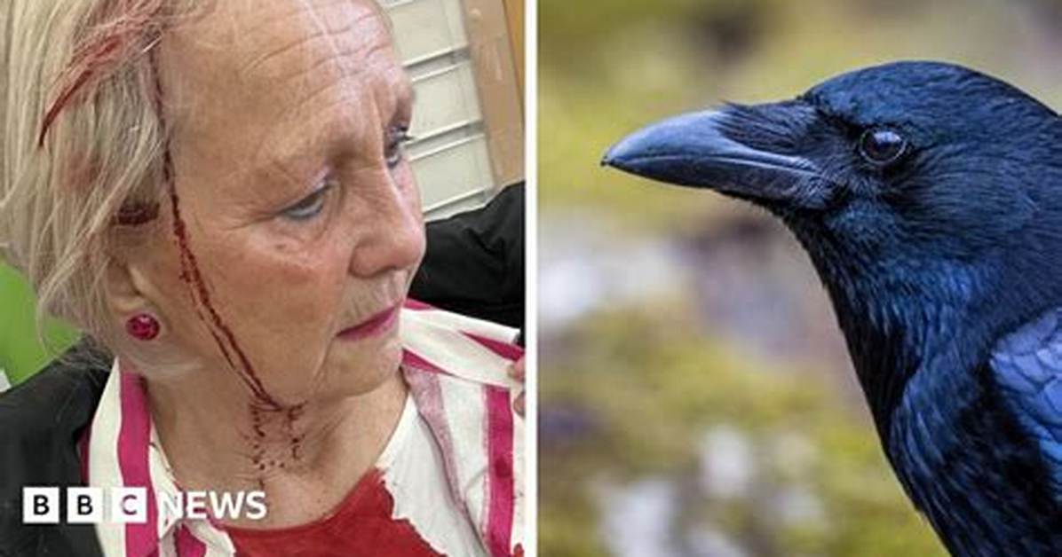 Will Crows Attack Humans?
