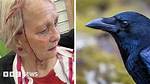 Will Crows Attack Humans?