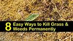 Will Curtail M Kill Grass?