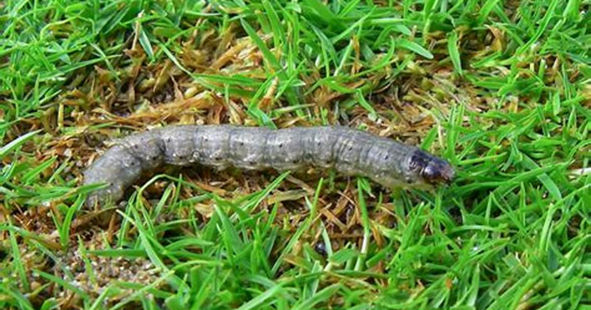 Will Cutworm Kill Grass?