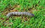 Will Cutworm Kill Grass?