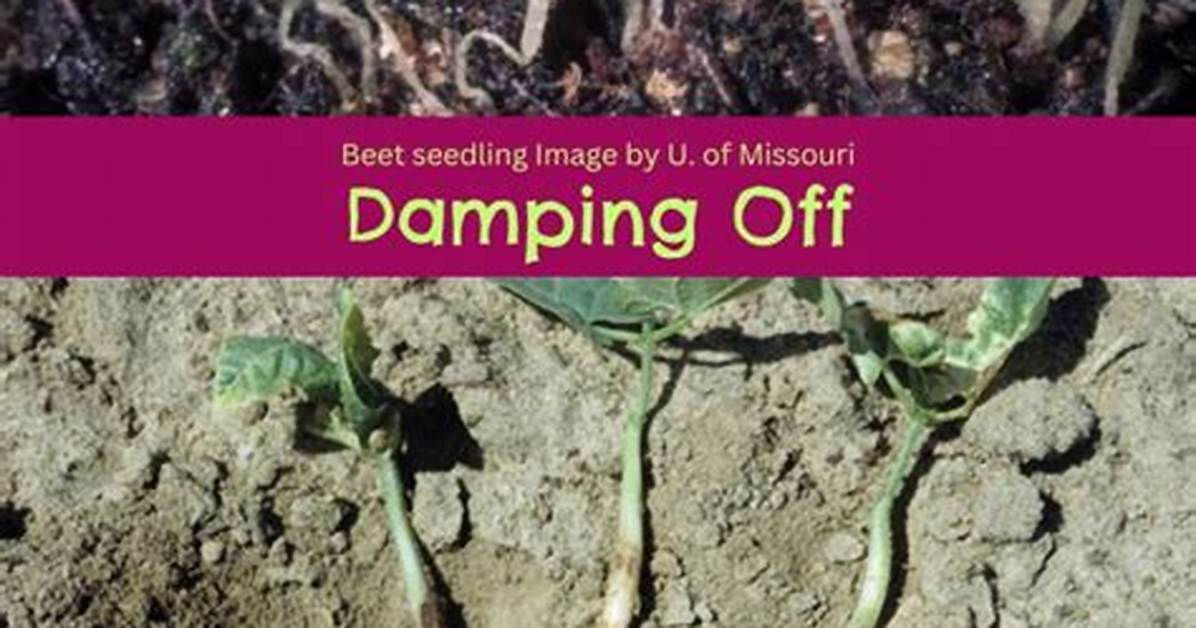 Will Damping off Spread?