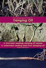 Will Damping off Spread?