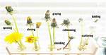 Will Dandelions Grow Back?
