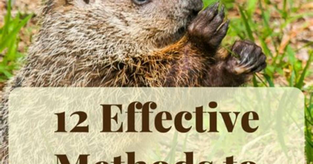 Will Dcon Kill Groundhogs?