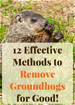 Will Dcon Kill Groundhogs?