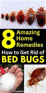 Will Ddt Kill Bed Bugs?